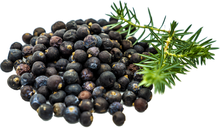 Wacholderbeeren ganz